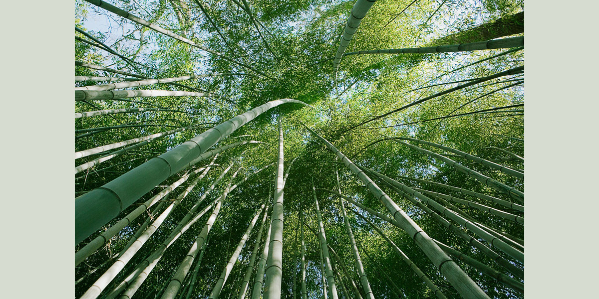 sage bamboo field